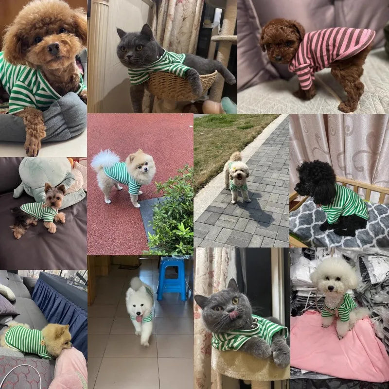 Summer Pet Clothes for Small Dogs Fashion Dog Shirt Bear Print Puppy Thin Shirt Cute Cat Strip Vest Chihuahua Clothes Pet Shirt